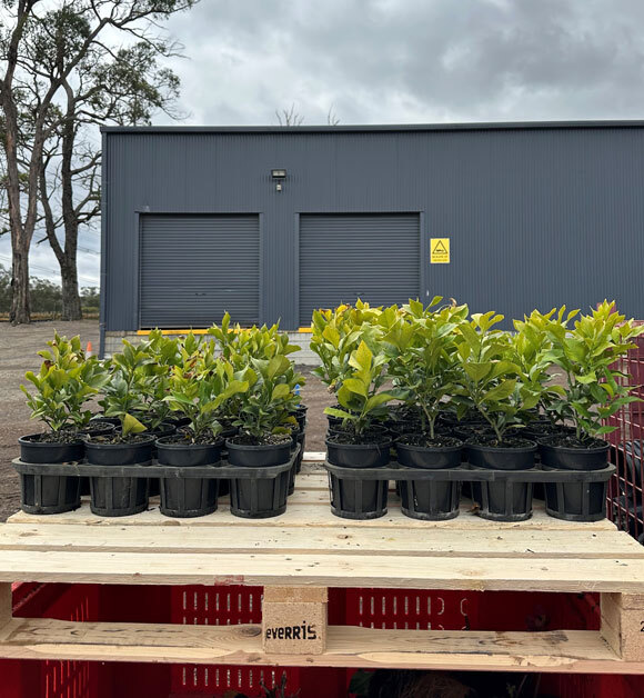 FloraTech treated v untreated